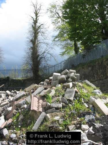 Daisies in the Rubble